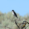 Eastern kingbird