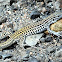 Colorado Checkered Whiptail