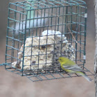 Pine Warbler