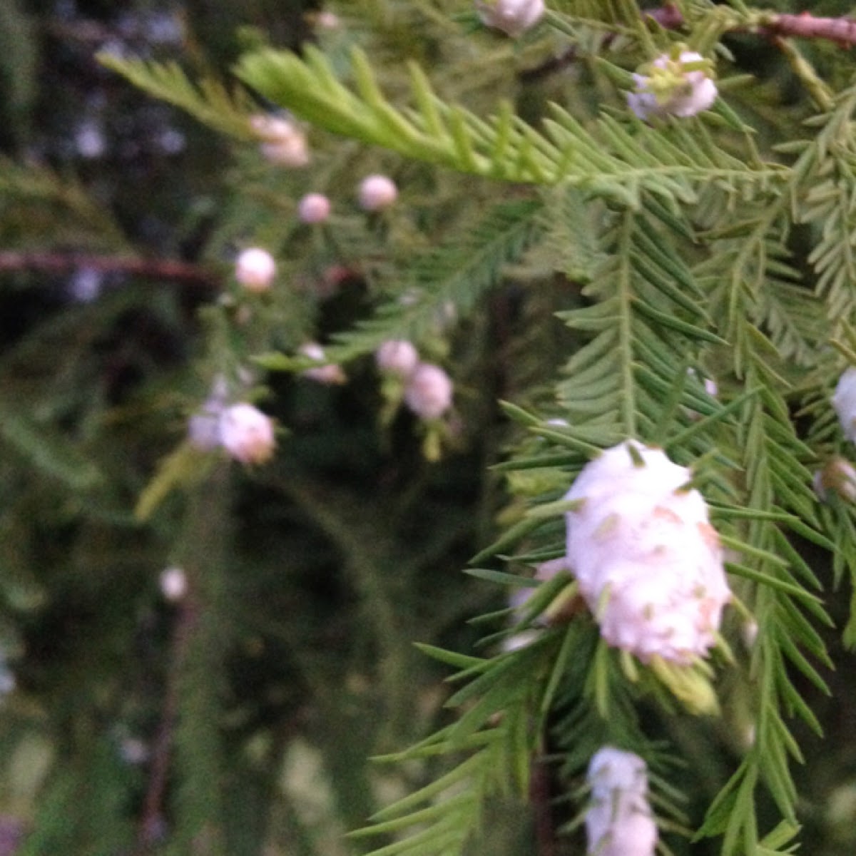 Hemlock Woolly Adelgid