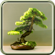 Download Bonsai Care Guide For PC Windows and Mac 1.0