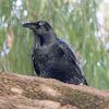 Australian Raven