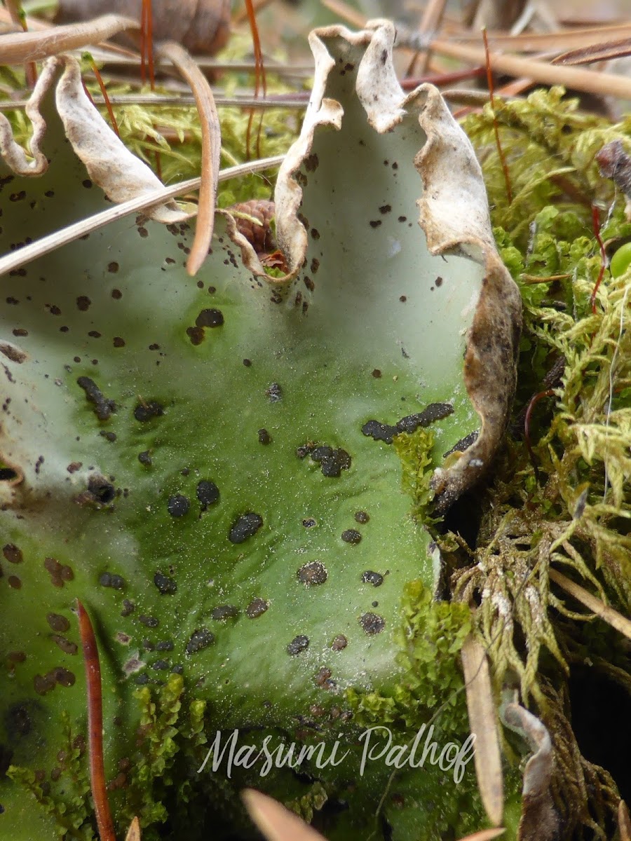 Dog Lichen