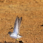 Red-necked stint