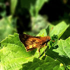 Peck's Skipper