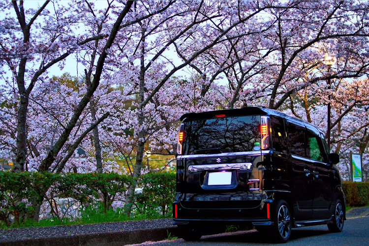 スペーシアカスタムのサクラと愛車・桜とコラボ・4月もよろしくお願い致します🌸・桜・カメ活に関するカスタム事例の投稿画像5枚目