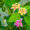 West Indian lantana / common lantana / gandapana / Spanish flag / big-sage / wild-sage / red-sage / korsu wiri / korsoe wiwiri / tickberry / umbelanterna / putus / Gu Phoo