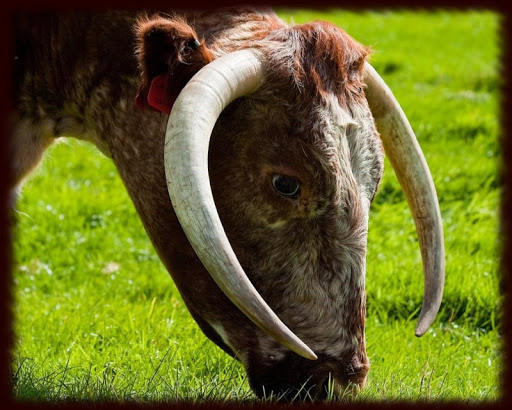 Longhorn cattle Wallpapers