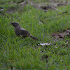 Jungle babblers