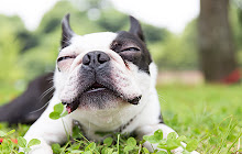 Boston Terrier Wallpapers New Tab HD small promo image