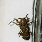 Pointed Gourd Vine Borer/cucurbit longicorn