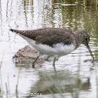 Green Sandpiper