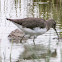 Green Sandpiper