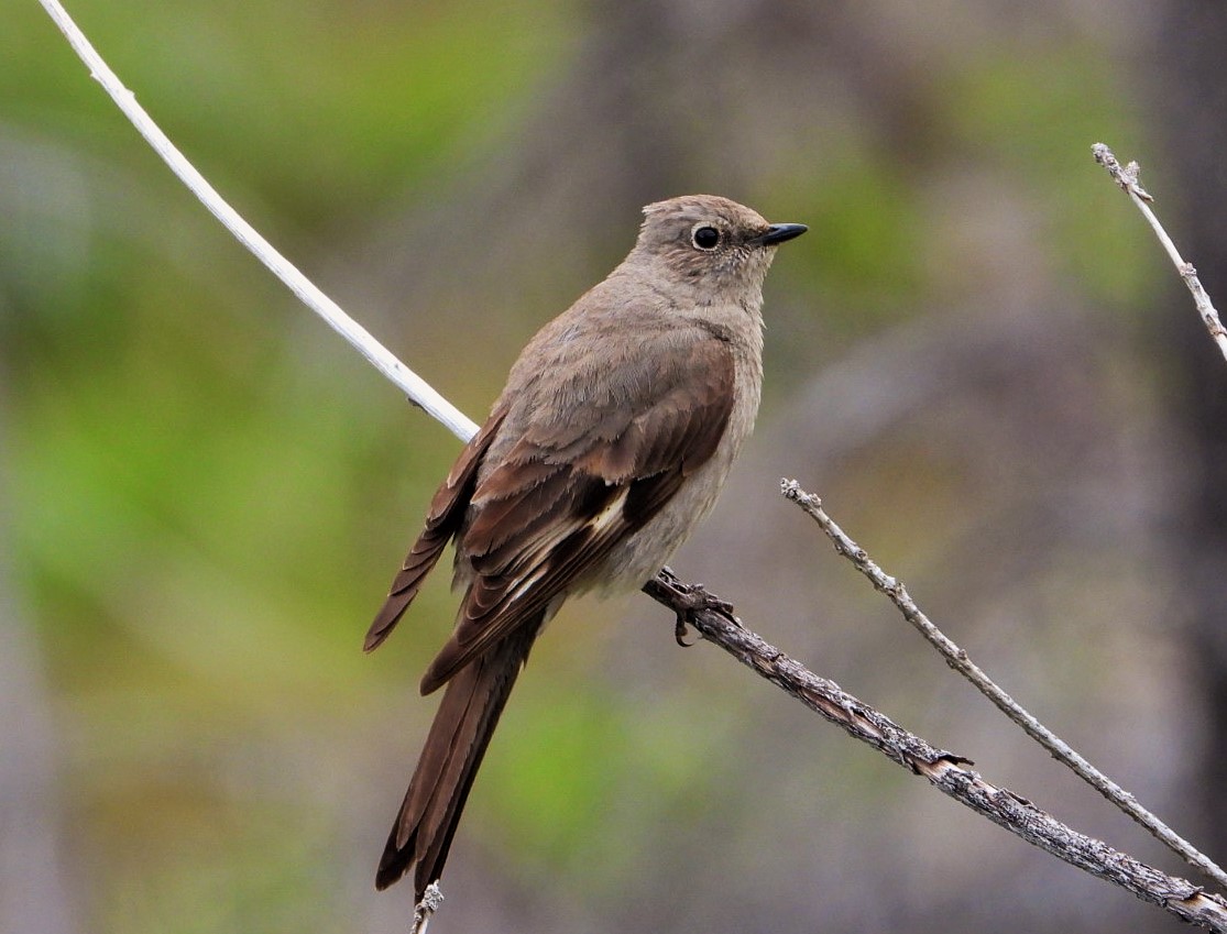 Townsend's solitaire