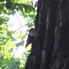 White-breasted nuthatch