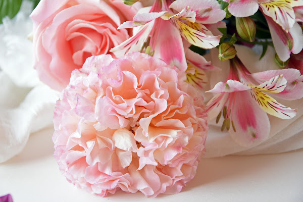 La delicatezza delle rose  di Ingles Alberti