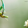 Praying Mantis