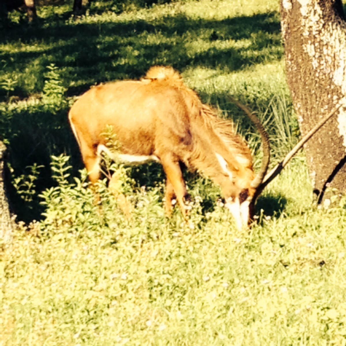 Sable Antelope