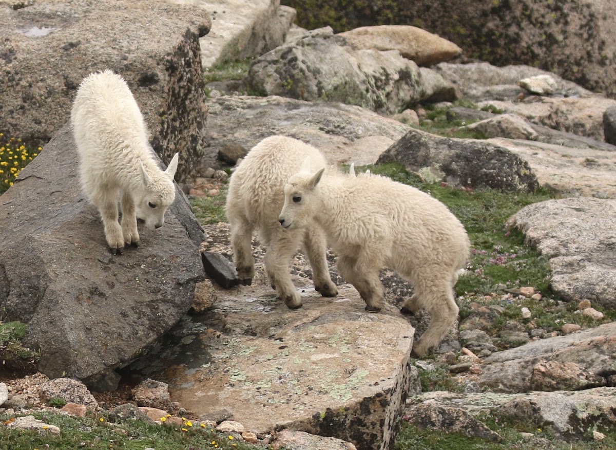 Mountain Goat