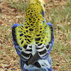 Pale-headed Rosella