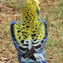 Pale-headed Rosella