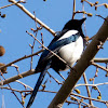 Magpie; Urraca