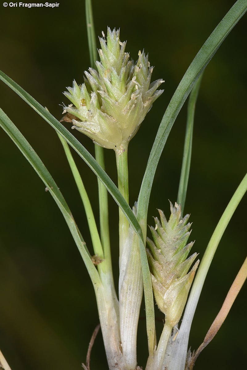 Ammochloa