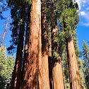 Giant Sequoia