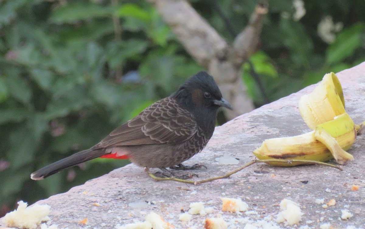 Red-vented Bulbul