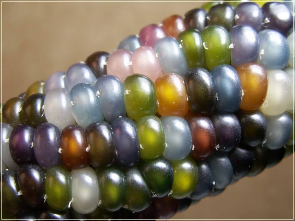 Glass Gem Corn, os milhos multicoloridos