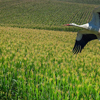 In volo sul grano di 