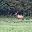 Elk male