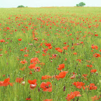 Rosso primavera  di 