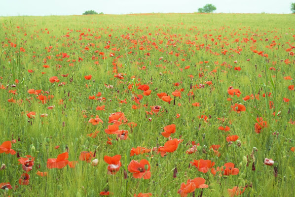 Rosso primavera  di Mino