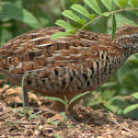 Jungle Bush Quail (Juvenile)