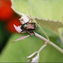 japanese beetle