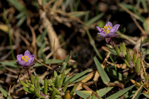 Spergularia rupicola