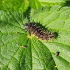 Red Admiral