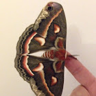 Cecropia moth