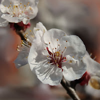 Albicocco in fiore di 