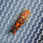 Leaf Hopper