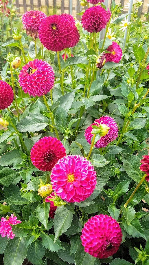 Swan Island Dahlias