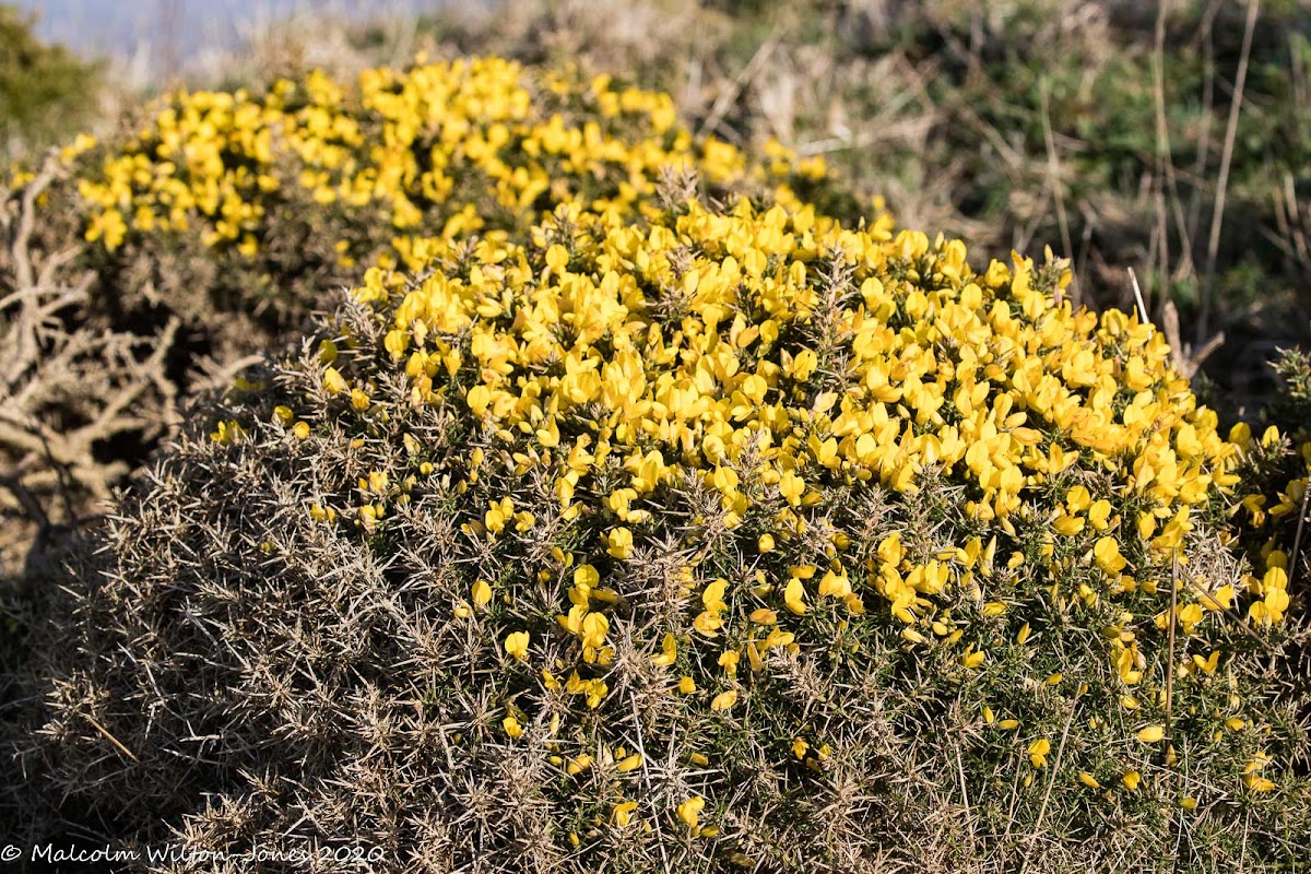 Common Gorse