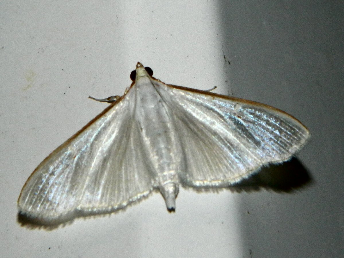 The jasmine moth (Μαργαρόνια)