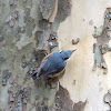 The wood nuthatch