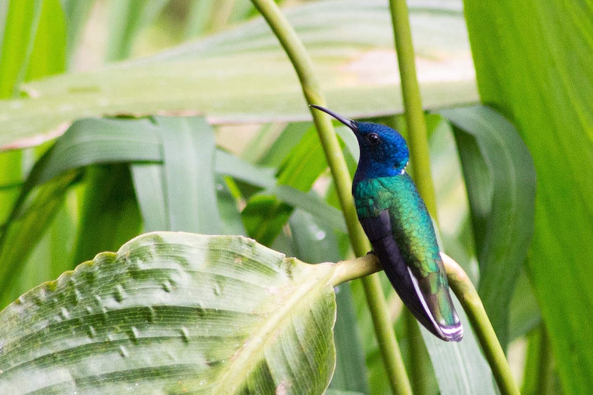 White-necked jacobin (male)