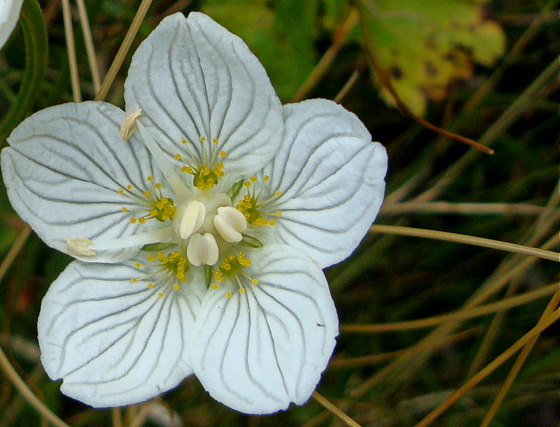 Petali di clagia