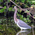 Tricolored Heron (juvenile)