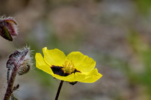 Xolantha Tuberaria guttata