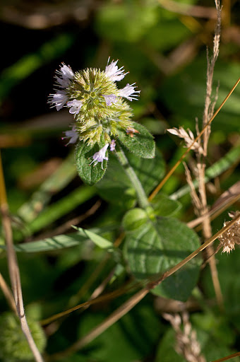 Mentha aquatica